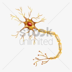 Neuron Clipart Transparent - Neuron
