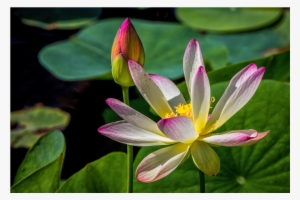 Water Lily Gulfshore Life-edit - Sacred Lotus