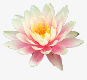 Water Lily Clipart Teratai - Sacred Lotus