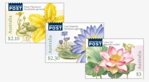 Water Plants Set Of Stamps - Sacred Lotus