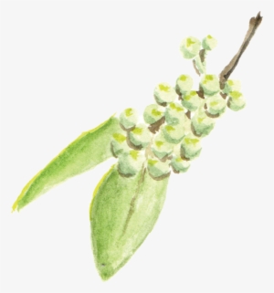 File - 花椒sichuanpepper - Orchid