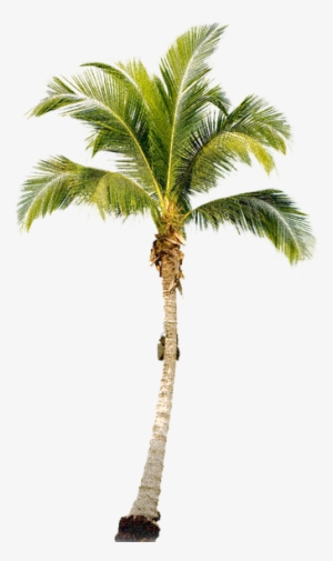 Palm Tree - Real Palm Tree Png