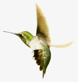 Hummingbird Png Transparent Images - Humming Birds Fighting