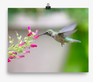 Hovering Broadtailed Hummingbird On Red Birds Plant-print - Broad-tailed Hummingbird