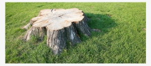 Big Tree Stump - Tree Stumps