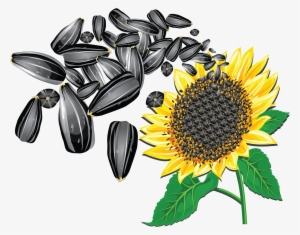 Sunflower Seeds Png Image