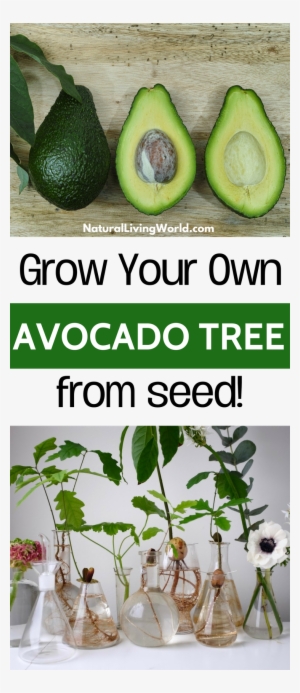 How To Grow Avocado From Seed Pit Indoors - Vegetable