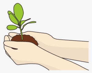 Seeds - ถือ ต้น กล้า