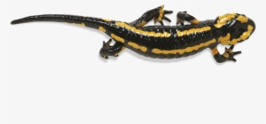 Salamander Png Photos - Salamander Png