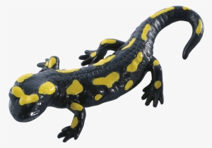 Salamander Transparent Images - Fire Salamander (action Figures/figures)