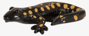 salamander png high-quality image - salamander