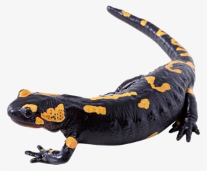 Salamander Png Image Background - Salamandra Png