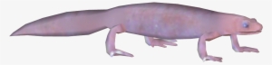 Grotto Salamander