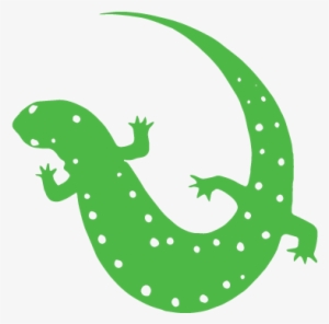salamander - lizard