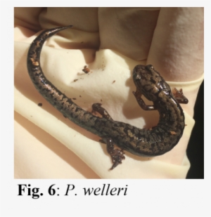 Weller's Salamander - Cartilaginous Joints
