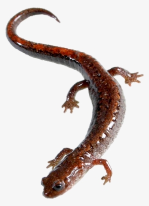 A Salamander Of The Genus Hydromantes Captures - Salamander