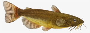 Catfish Png Image - Black Bullhead Fish Png