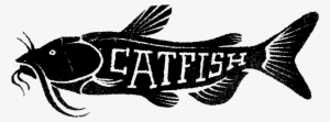Catfish Illustration - Cyprinidae