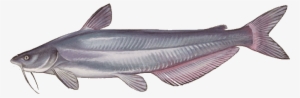 Catfish Types