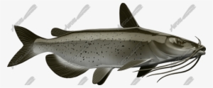 Catfish - Pacific Sturgeon