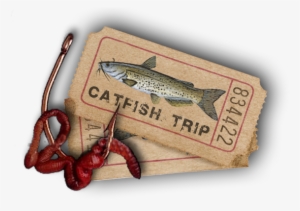 Catfish - Trout