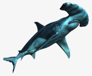 Hammerhead Shark - Requin Png