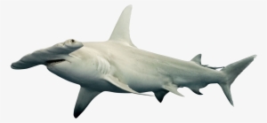 Shark Png Free Download - Great Hammerhead Shark Png