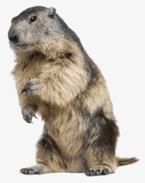 Beaver Standing - Beaver Transparent