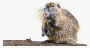 Beaver - Punxsutawney Phil