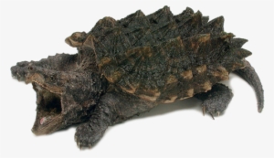Btp Totem - Pittsburgh Common Snapping Turtles