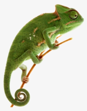 Chameleon - Green Chameleon With White Background