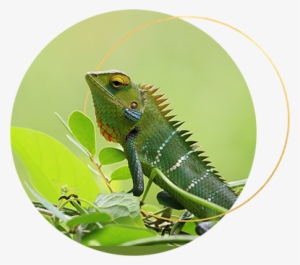 Although The Chameleon Is Just One Of The Five Feminine - Chameleons