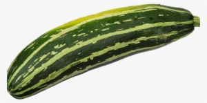 Zucchini - Courge Verte Non Coureuse D'italie - Coucourzelle