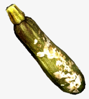 Slimy Zucchini