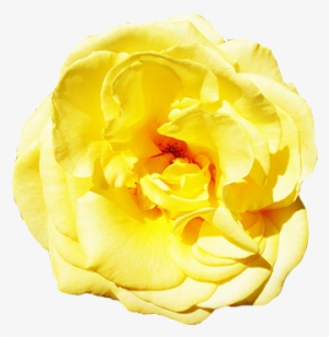 Yellow Rose With Leaves - Rose