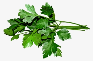 Parsley, Leaves, Cooking, Food, Herbs, Ingredient - Perejil Png