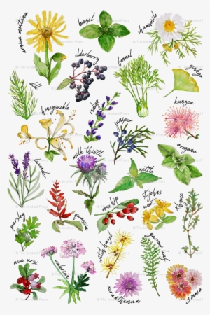 Plants And Herbs Alphabet Wallpaper - Alphabet Plants