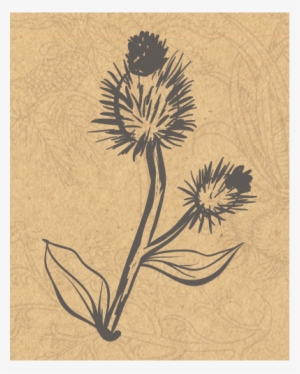 Jmg Herbs Burdock