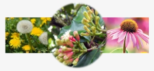 Medicinal Gardening At Whistling Gardens - Medicinal Plants Transparent