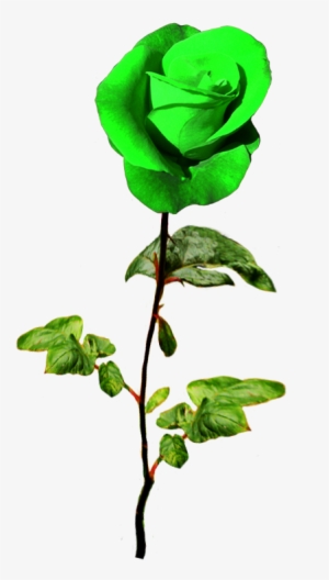 Patrick's Day Green Rose - Green Rose Png