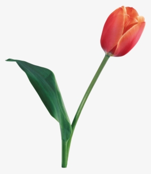 Tulip Transparent Background