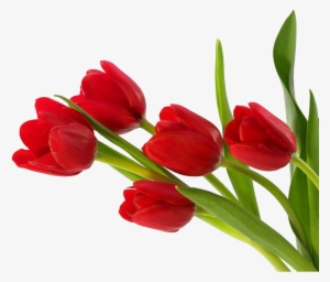 Tulip Png