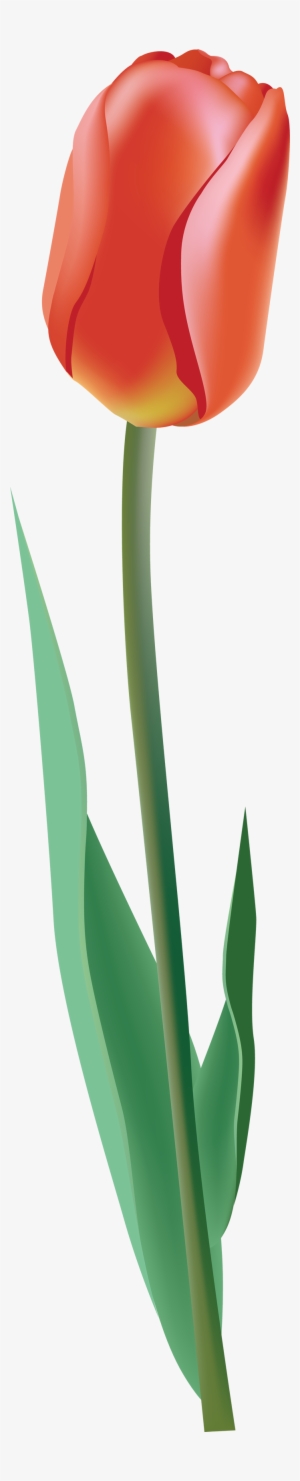 One Tulip Png