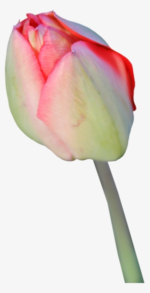 Tulip Transparent Background - Transparent Background Gif Flower