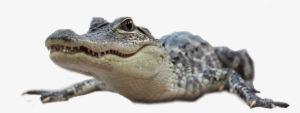 Our Memberships - American Crocodile