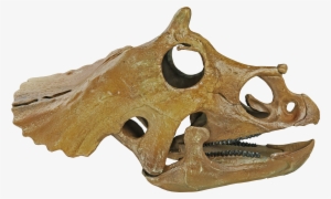 Triceratops Prorsus Juvenile - Triceratops