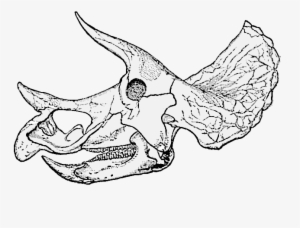 Triceratops Prorsus Old Skull004 - Dinosaur Skeleton Head Clipart