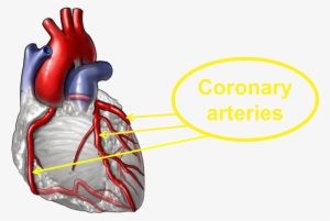 Good Lifestyle Choices Help To Keep The Coronary Arteries - Rheumatoid Arthritis Affect Heart