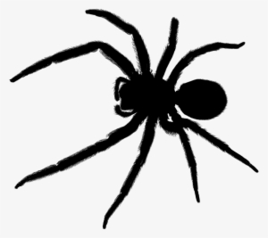 Sydney Black House Spider