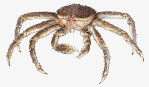 Download Dungeness Crab Clipart European Garden Spider - Monterey Bay Aquarium